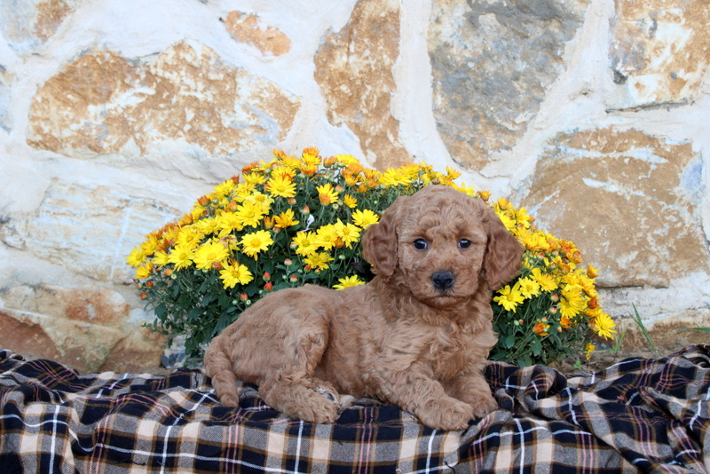 puppy, for, sale, Mini Goldendoodle F1B, Matthew B. Stoltzfus, dog, breeder, Gap, PA, dog-breeder, puppy-for-sale, forsale, nearby, find, puppyfind, locator, puppylocator, aca